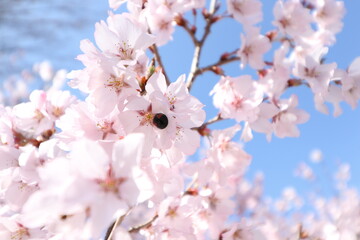 桜と青空