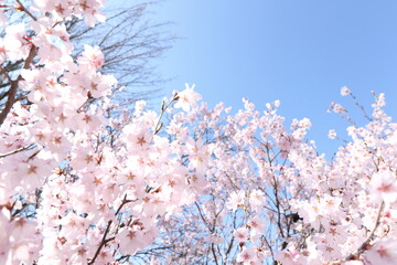 桜と青空