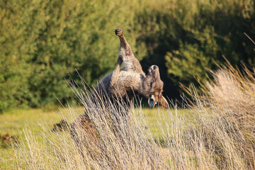 kangaroo in the grass