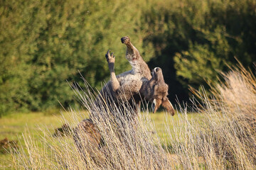 kangaroo in the grass