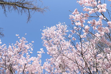 桜と青空