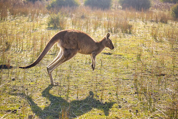 kangaroo in the wild
