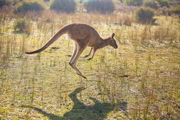 kangaroo in the grass