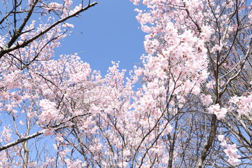 桜と青空