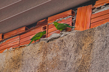 couple of parrots looking for a crevice to make a nest in a rustic wall.