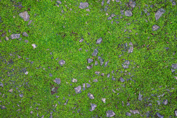Green moss texture abstract background. - 780973541
