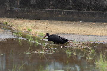  black heron looking for water in Venezuela