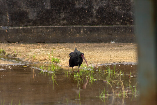  black heron looking for water in Venezuela