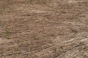 Old brown dry grass lying on a meadow with new green sprouts