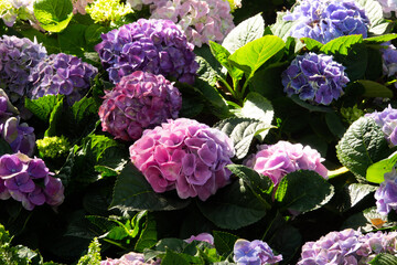 A bunch of purple and blue flowers with green leaves