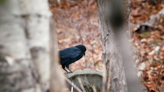 A raven in the forest drinks water from a concrete bowl and eats or soaks a nut. Nova Scotia. A wild black raven eats a nut between the trees in the forest. Canadian black raven in the spring forest. 