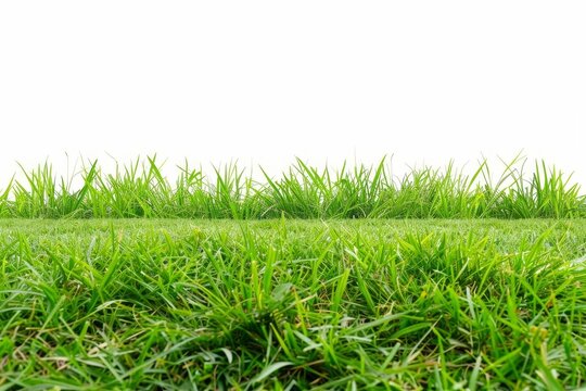 Lush green grass field isolated on pure white background, perfect for photo montage and product display, stock photography