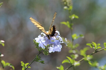 VUELO