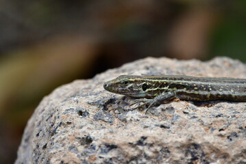 LAGARTO