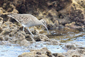 ZARAPITO EN LA COSTA DEL SUR DE LA ISLA DE TENERIFE