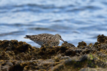ZARAPITO EN LA COSTA DEL SUR DE LA ISLA DE TENERIFE