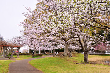 春の大百池公園