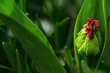 Beautiful tulips at the gardens of Victoria, BC, Canada. Spring flowers and colors