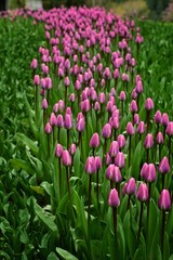 Beautiful tulips at the gardens of Victoria, BC, Canada. Spring flowers and colors