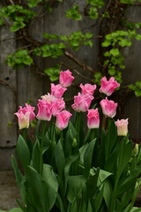 Beautiful tulips at the gardens of Victoria, BC, Canada. Spring flowers and colors