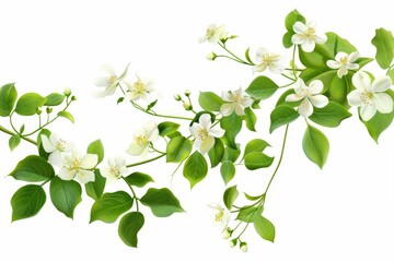 Spring creeper plant with delicate white flowers in bloom, isolated on pure white background illustration - obrazy, fototapety, plakaty