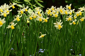 Fototapeta premium Beautiful spring flowers and blooms in the gardens of Victoria, BC, Canada. Spring bloom rich in color and texture