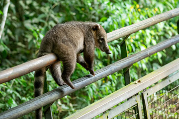 Un coatí (Nasua nasua) descansando en la selva paranaense del Parque Nacional Iguazú