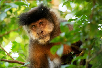 Retrato de un mono caí (Sapajus nigritus) en la selva paranaense del Parque Nacional Iguazú - obrazy, fototapety, plakaty
