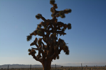 アリゾナの木