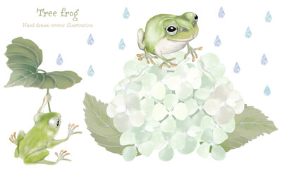 水彩で描いた紫陽花と雨蛙のイラスト