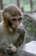 An infant macaque monkey tentatively eats in Zhangjiajie National Forest Park.