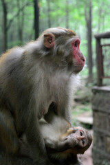 A mother and infant macaque monkeys rest together in Zhangjiajie National Forest Park.
