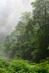 A heavy fog obscures the sandstone cliffs and pillars rising above the lush foliage of Zhangjiajie...
