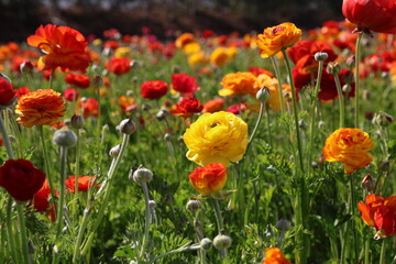 Obraz premium mixed colors ranunculus 