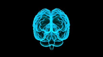 Human Brain X-Ray: Anatomy, Medicine and Science concept - 780982149
