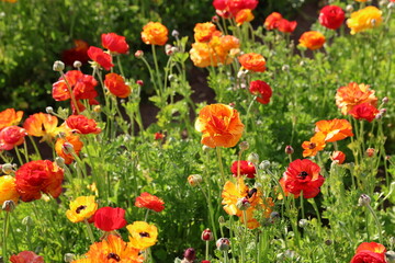 mixed colors ranunculus 