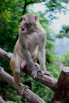 An aroused male macaque monkey looks over his shoulder while sitting on a fence in Zhangjiajie National Forest Park.