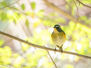 森の中で木陰の枝に留まっているルリビタキの雄
