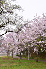 春の大百池公園