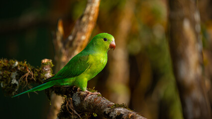  Plain parakeet (Brotogeris tirica) Atlantic Forest