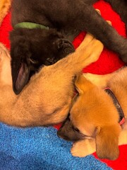 several puppies sleeping together