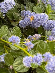 bunch of lilac flowers outdoors