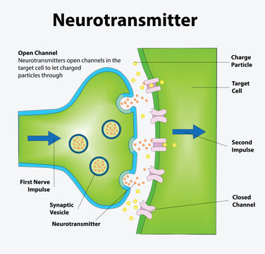 Adobe IllustNeurotransmitters are released from synaptic vesicles of the presynaptic neuron and bind to receptors on the postsynaptic neuron, triggering an impulse through the 2nd neuron.rator Artwork