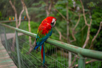 red and blue parrot