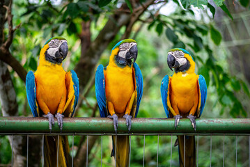 three blue macaw