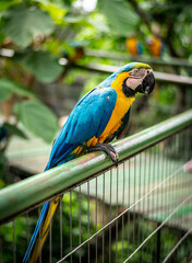 parrot watching you