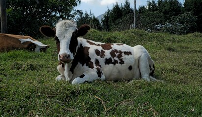 Vaca Ganado Medellin Colombia