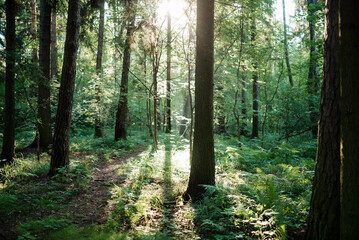 Morning forest landscape with sunlight