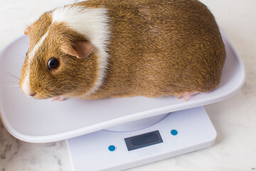 Guinea pig standing on the electronic weighting scale