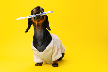 Adorable dachshund wrapped in a bathrobe, holding a toothbrush, against a yellow background, promoting dental hygiene in a fun way.